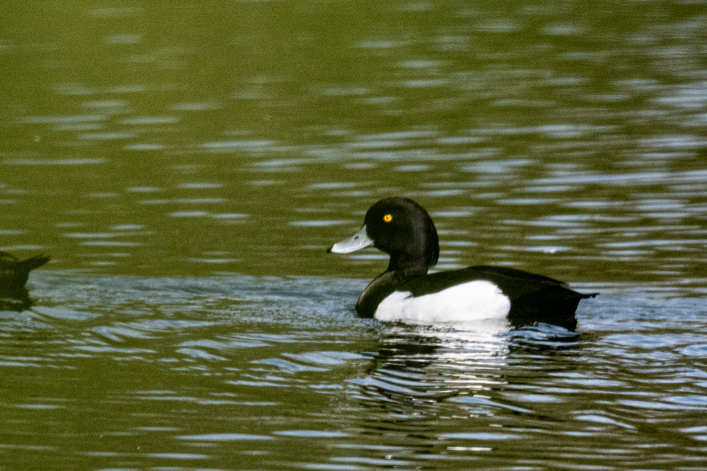 Fuligule morillon (Tufted duck, Aythya fuligula), mâle nuptial, Réserve Naturelle de Mont-Bernanchon, Hauts de France.